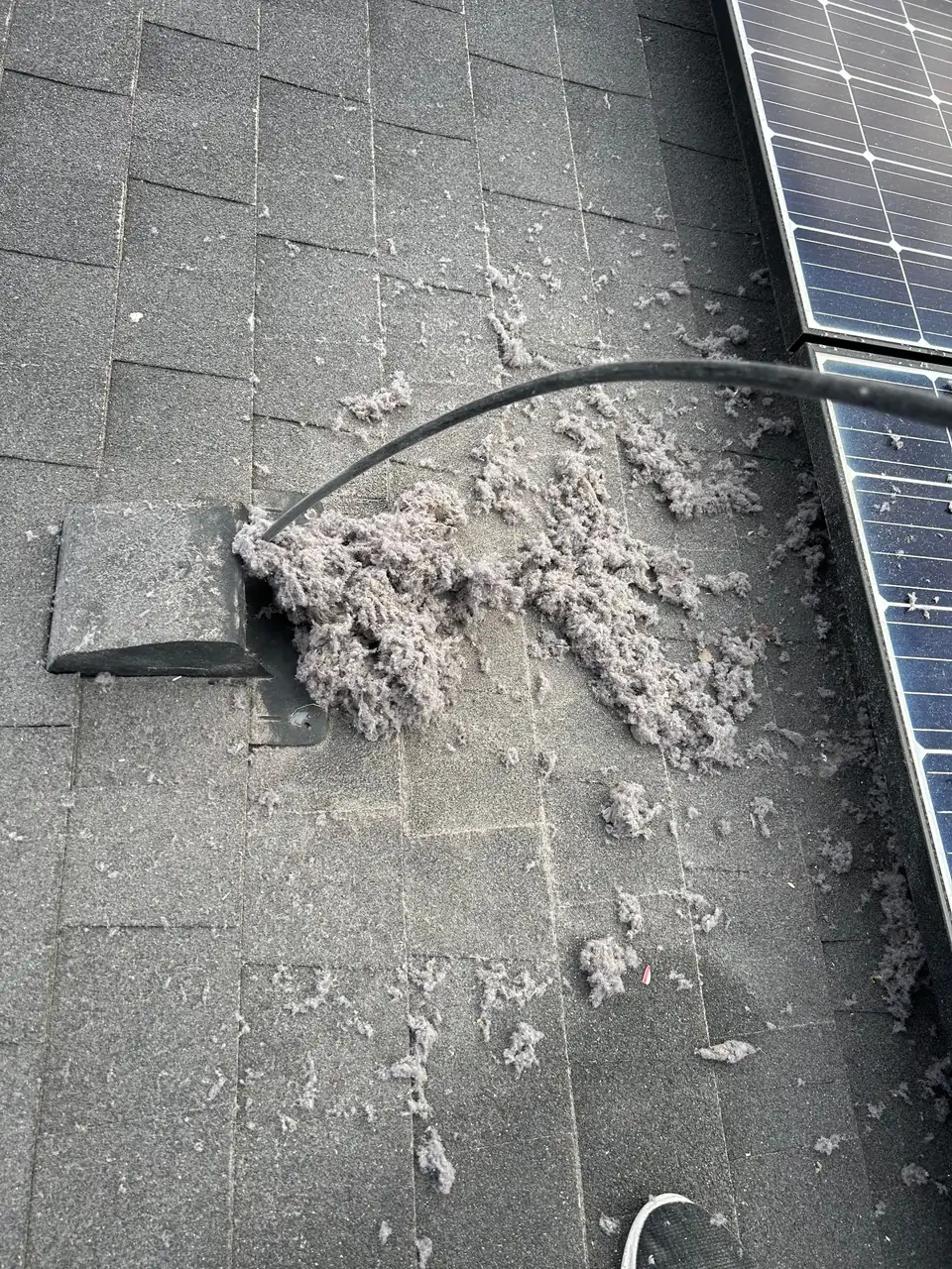 Lint packed around a clogged dryer vent on a roof